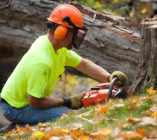 tree services Maplewood